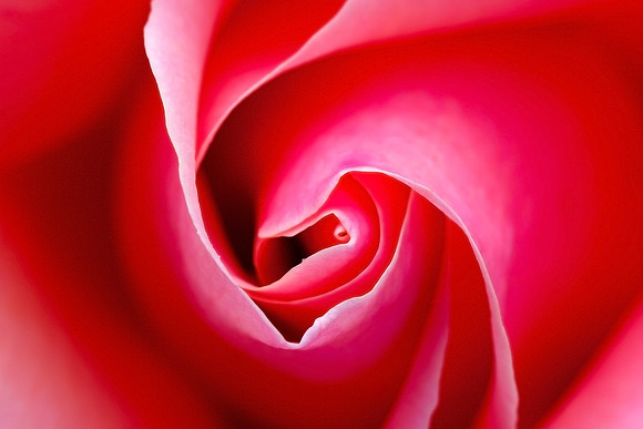 Fibonacci Rose_6398