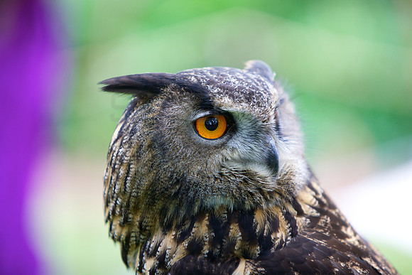 Here's Looking at You