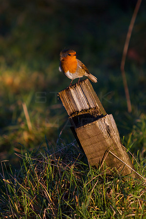Robin on Post_3468