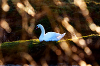 Swan in Golden Light_1194-90D