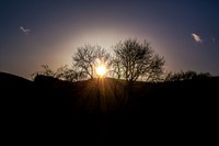 Sunset through Trees_1913-Enhanced-NR