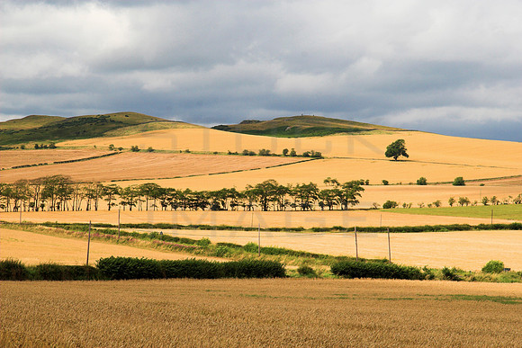 A Golden Land