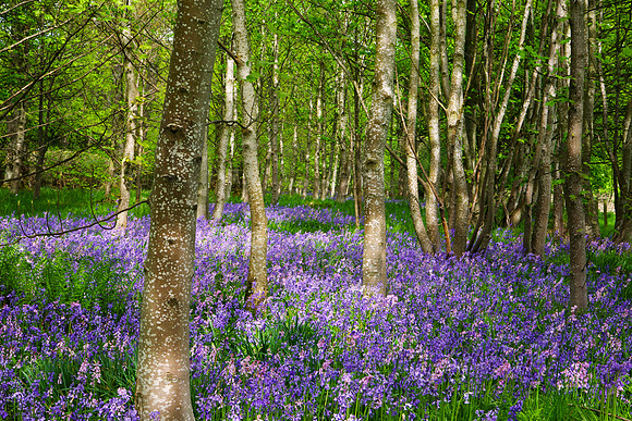 Belle of the Woods_0373_zen