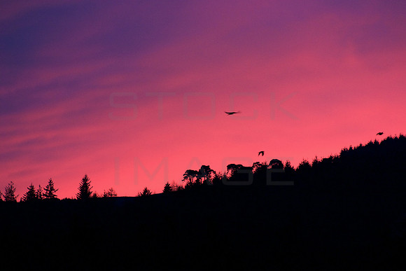 Flight into Dusk Light_4073