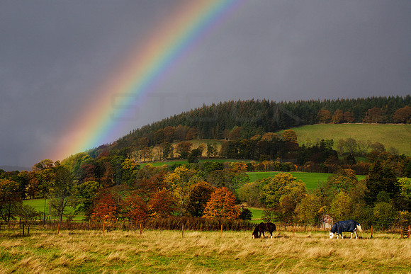 Horses Grazing under Rainbow_2211
