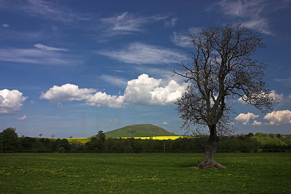 Minto Hill and Tree