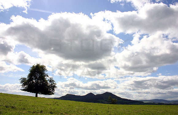 One Tree Hill