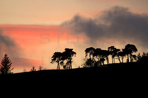 Pines on the Hill-9707