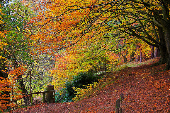 Pirn Craig Woods in Autumn