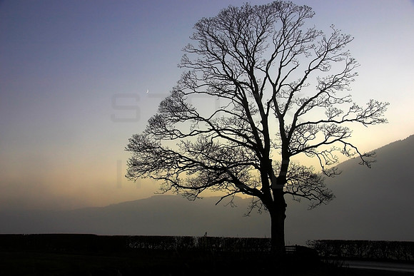 Tree Silhouette_zen