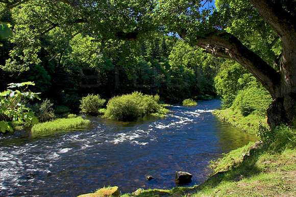 Under the Bough