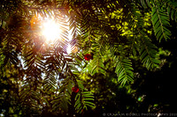 20210901_MG_5325_5D- local
