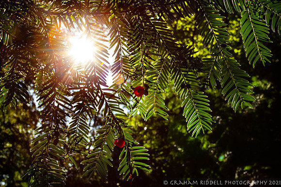 20210901_MG_5325_5D- local