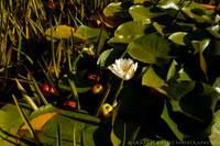 20210901_MG_5417_5D- local