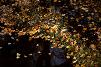 Rustic Waters_5466_5D