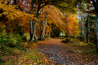 Woodland Path in Autumn_5726_90D