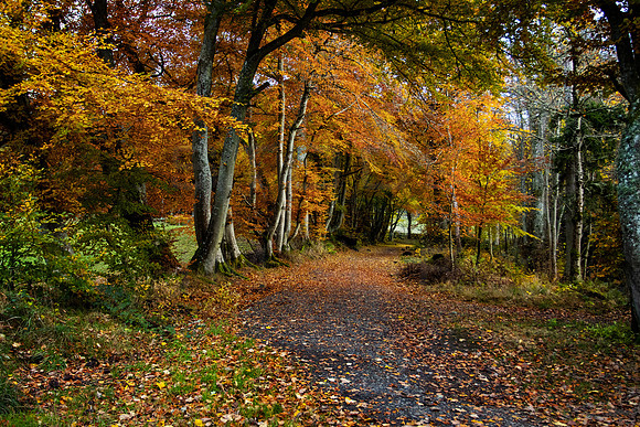 Woodland Path in Autumn_5726_90D