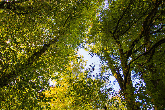 Golden Green_5628_90D