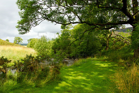 A Dear Green Place_2263