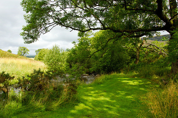 A Dear Green Place_2263