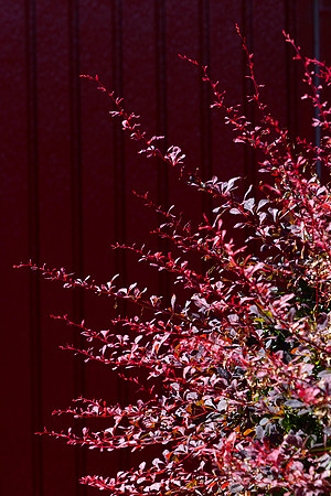 Red on Red-1621