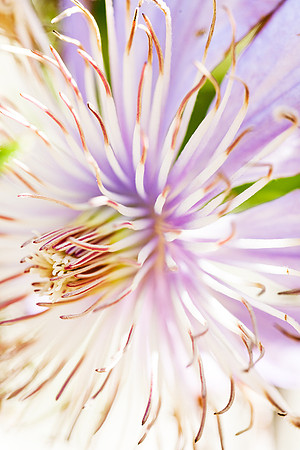 Plant Tentacles_0940