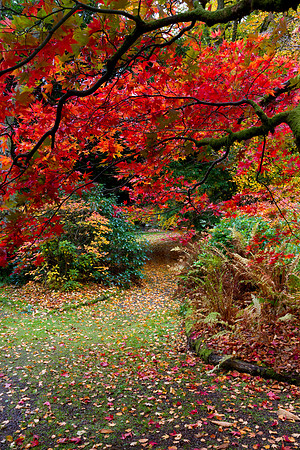 Japanese Maple Fire_3848