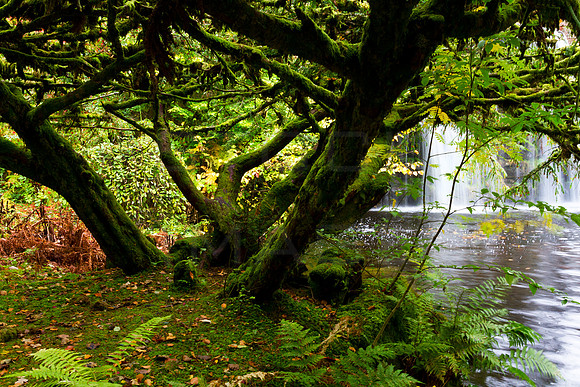 Stobo Waterfall behind Trees_3830