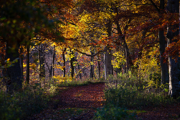 Toll Wood in Autumn Light_5617_5D