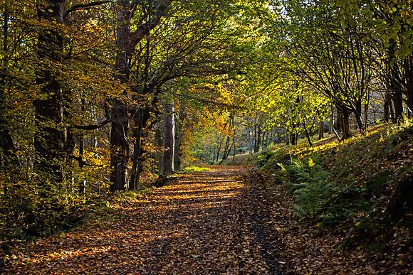Woodland Autumn Trail_5916_90D