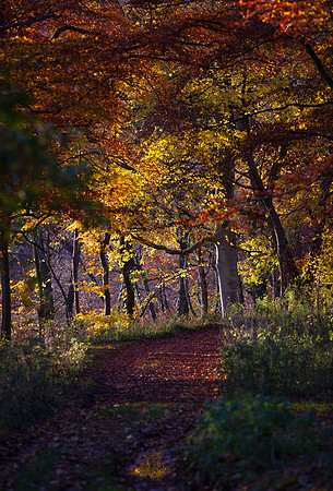 Toll Wood in Autumn Light_5618_5D