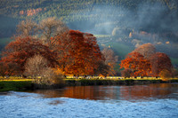 Autumn Beeches by the Tweed_5573_5D
