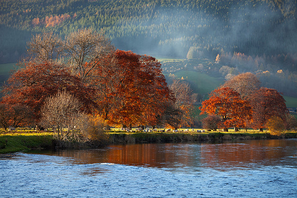 Autumn Beeches by the Tweed_5573_5D