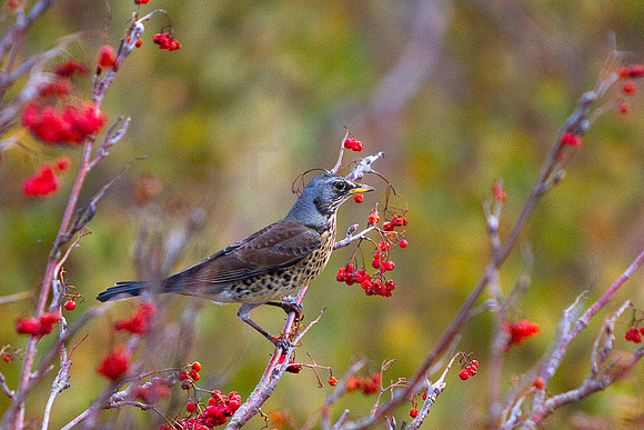 Fieldfare-4290