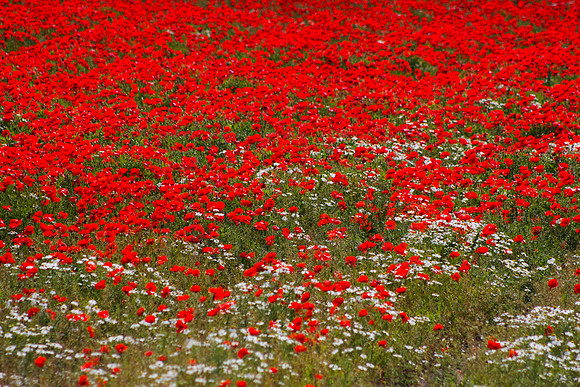Poppy Flow - A