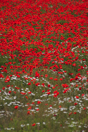 Poppy Flow - B