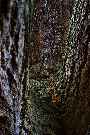 In the Valley of the Trees_0003