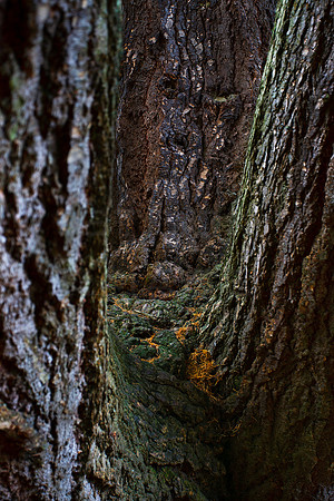 In the Valley of the Trees_0003
