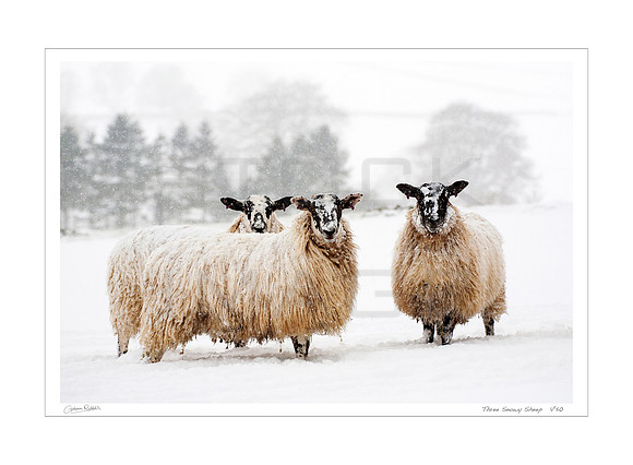 Three Snowy Sheep_0118_Art-Print