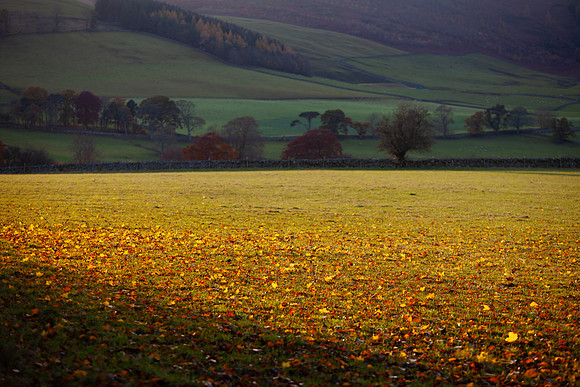 November Gold_5625_5D