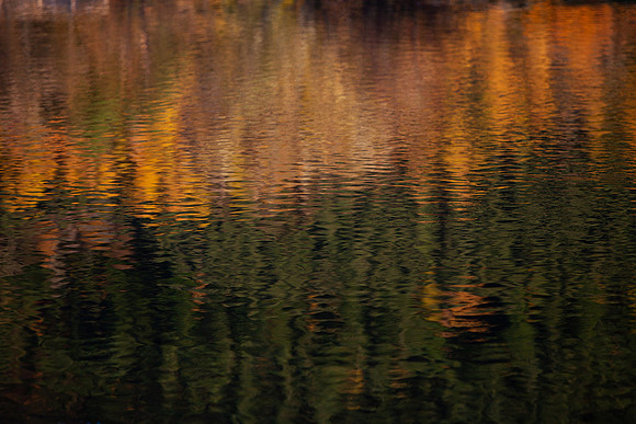 Golden Green_5592_5D