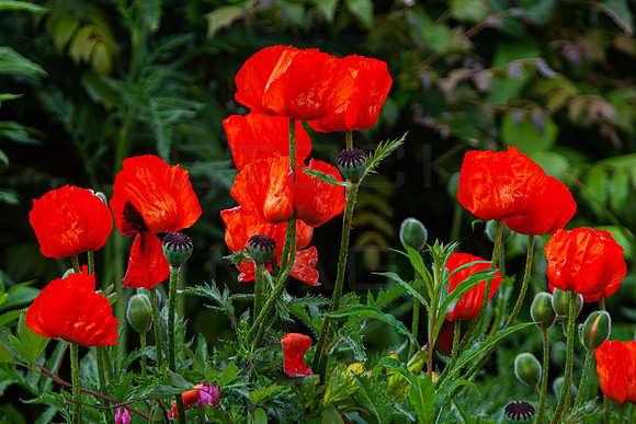 Poppy Love_MG_0914