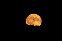 2025_10_July_Buck Moon_2844-90D