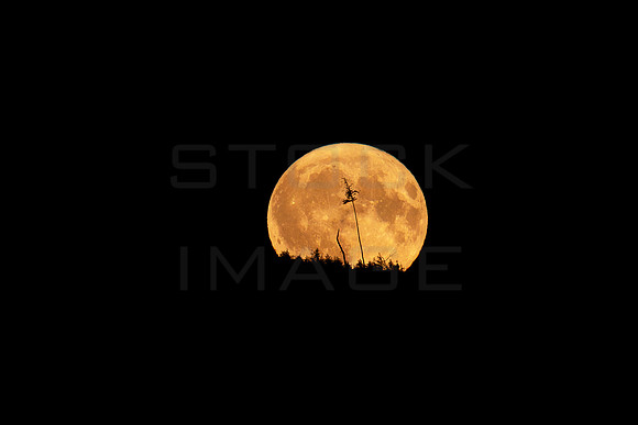 2025_10_July_Buck Moon_2844-90D