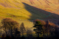 Shadow on the Path_4741_