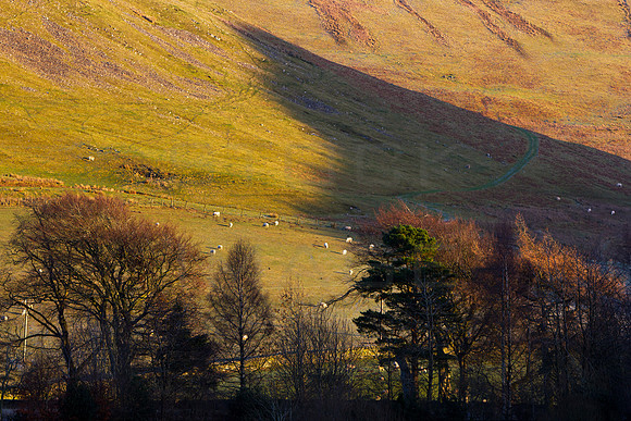 Shadow on the Path_4741_
