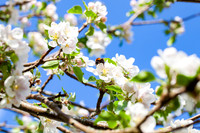Bee on Apple Blossom_9848-spring