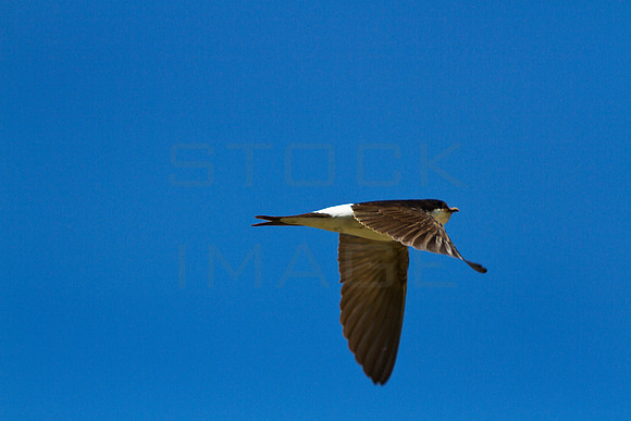 House Martin_1571