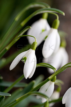 snowdrops-3838