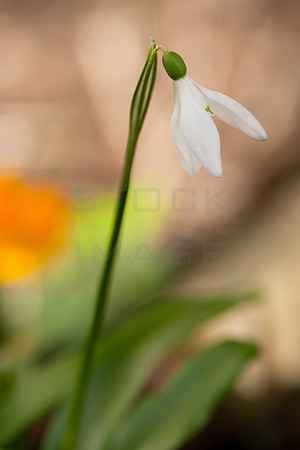 snowdrops-3819